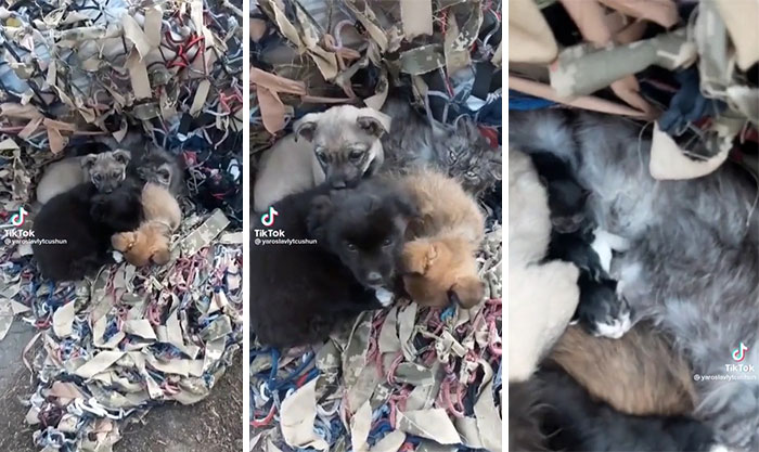Nadie es abandonado en Ucrania: Estos cachorros fueron encontrados mientras protegían a gatitos recién nacidos