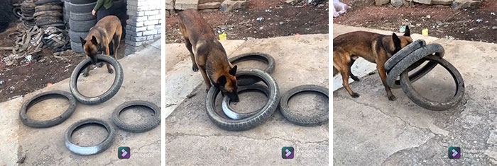 Un inteligente perro ayuda a su humano a trasladar neumáticos, luego descubre cómo llevar 4 de una sola mordida 