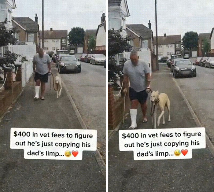 Dog Copying His Owner Behaviour