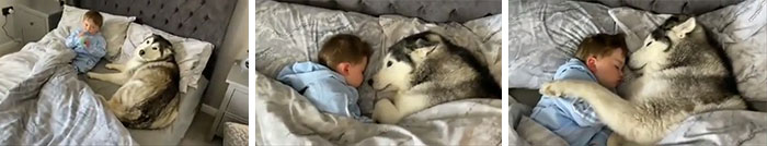 Un perro se niega a salir de la cama y procede a quedarse dormido mientras cuida del pequeño
