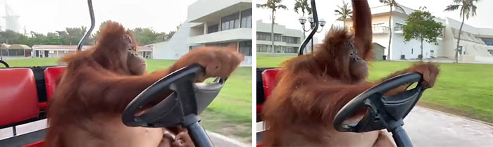 Orangutan Drives A Golf Car