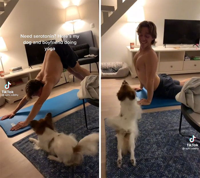 Dog Copies Guy Doing Yoga!