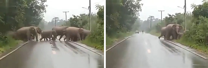 Elephant Uses A Learned Gesture To Thank A Human For Letting The Herd Cross Safely