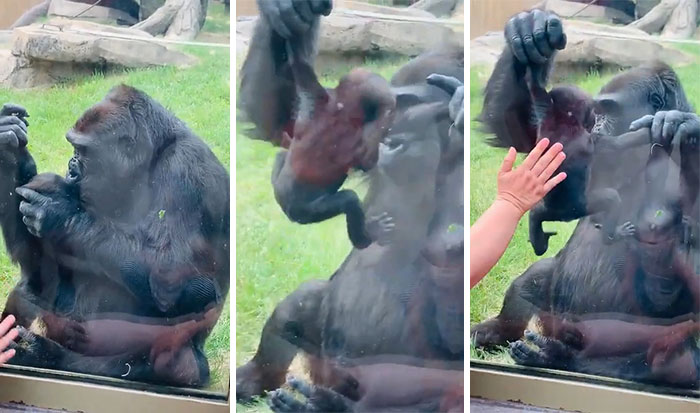 Una amorosa madre gorila besa a su bebé y se lo enseña orgullosa a los humanos