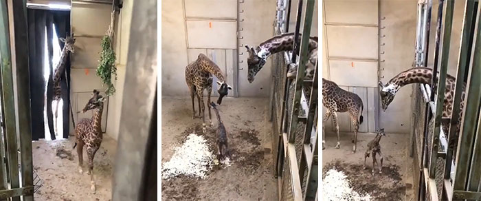 Papa Giraffe Comes To The Delivery Room To See His Newborn Baby