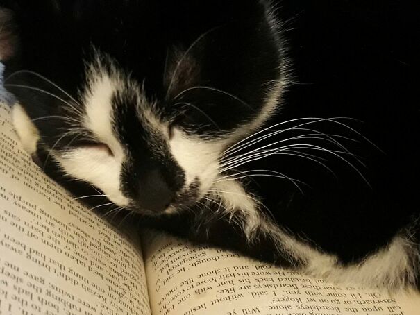 Link ( My Daughters Insane Tuxedo Cat )