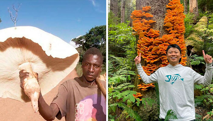 30 Recolectores de hongos que encontraron especies increíbles y tuvieron que compartirlas