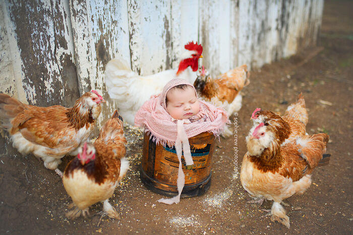 I Held A Newborn Photoshoot On A Family Farm With The Farm Animals, And Here Are The Results (6 Pics)