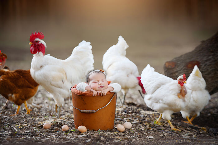 I Held A Newborn Photoshoot On A Family Farm With The Farm Animals, And Here Are The Results (6 Pics)