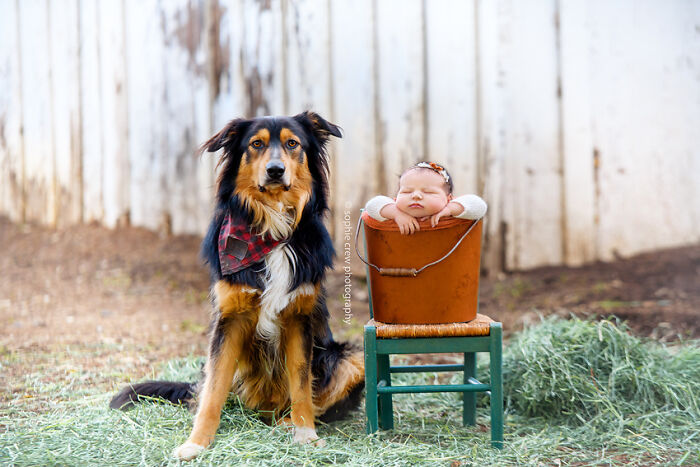 I Held A Newborn Photoshoot On A Family Farm With The Farm Animals, And Here Are The Results (6 Pics)