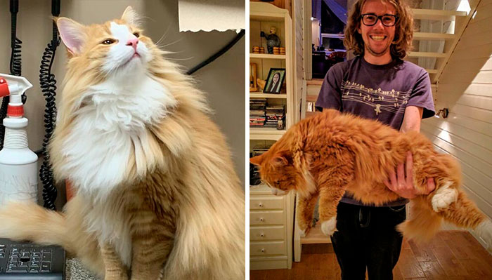 38 Photos Of The Fluffy And Majestic Side Of Norwegian Forest Cats