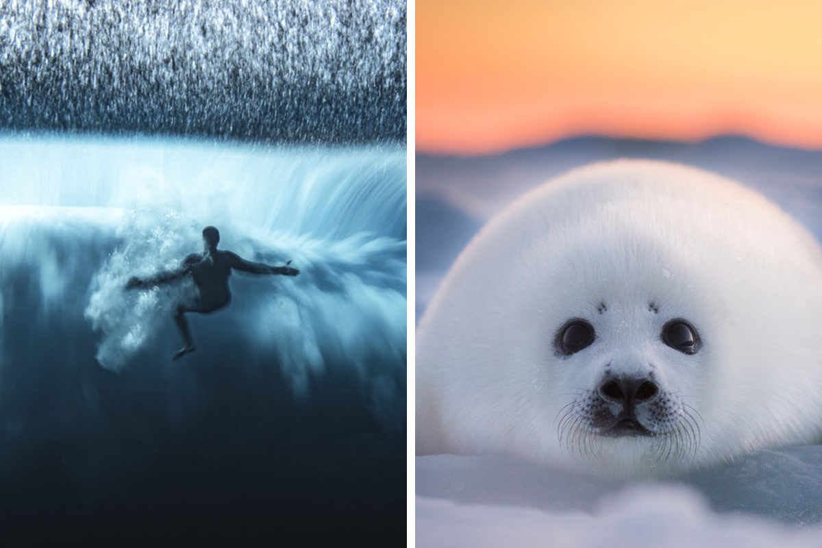 The Ocean Photography Awards Just Announced Their Finalists For 2022