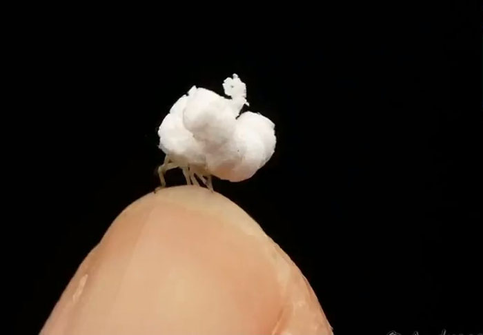 A Planthopper Nymph That Looks And Acts Like Popcorn