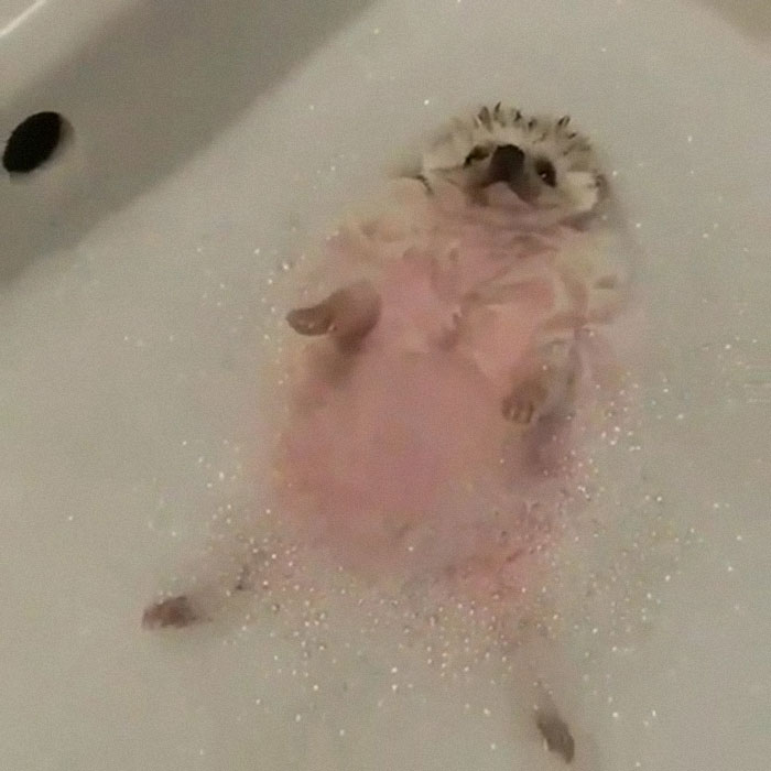 This Hedgehog Having A Bath