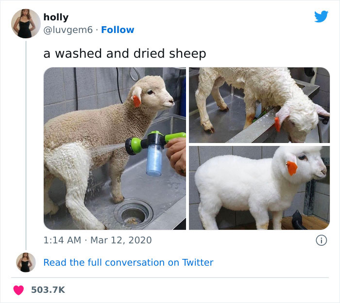 Washed And Dried Sheep