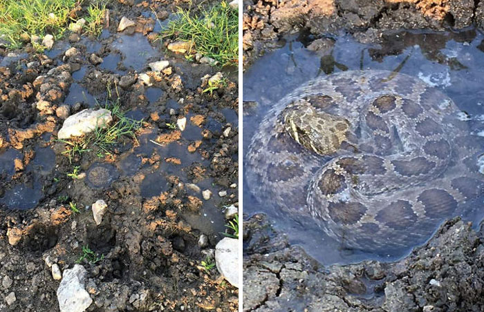 This Rattlesnake Was Found Bathing In The Puddle Created From A Cow Hoofprint