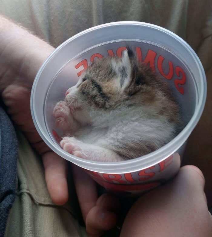 Didn't Stop Meowing Until He Was In The Cup