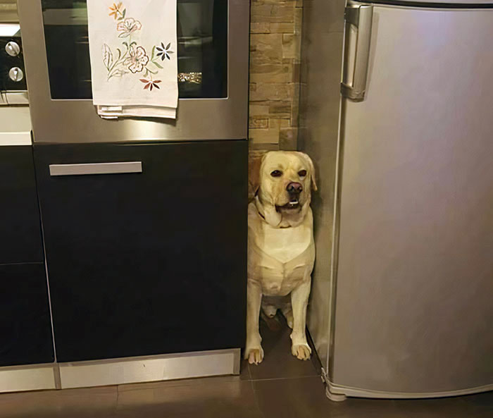 Este perro entre la heladera y el horno