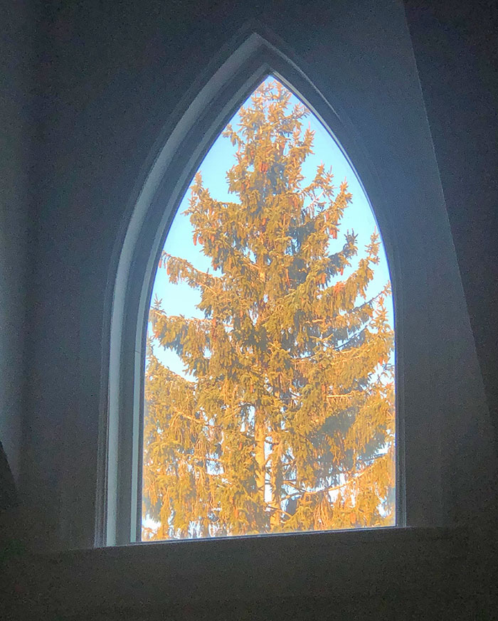My Neighbor's Tree Fits Perfectly In My Window