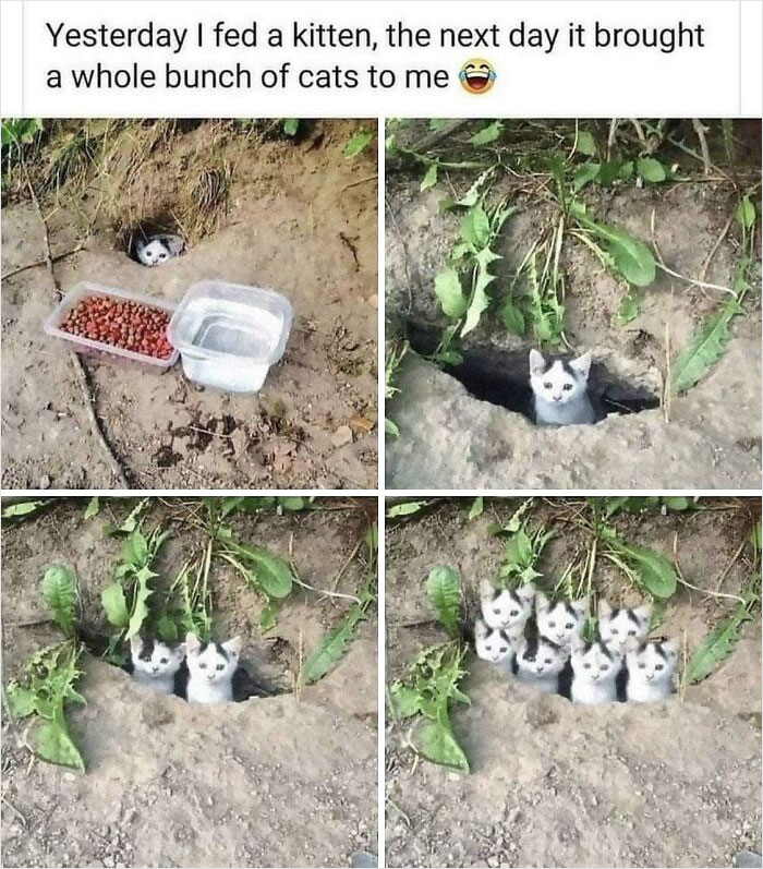 Such Cute Cats!