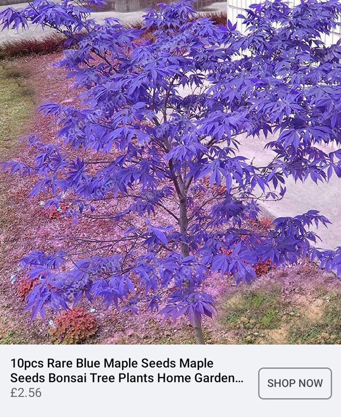 Get Purple Ground With Your Blue Tree!
