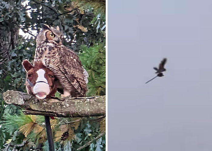 Man Captures Owl Flying Away With Child’s Hobby Horse Like A Witch Riding A Broom, Leaves The Internet In Stitches