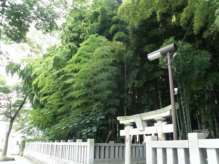 the entrance into the forest with the fence