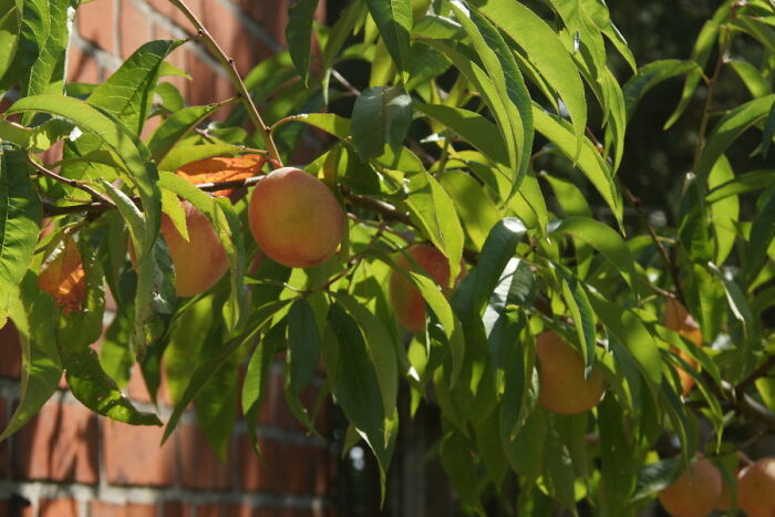 I Absolutely Don’t Have A Green Thumb, So I’m Immensely Proud Of The Peach Tree I Managed To Grow From A Pit