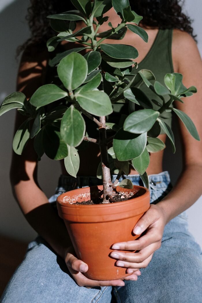 Woman Holding Plant Pot 
