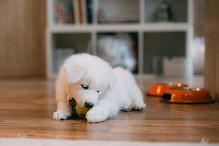 Small White Puppy Playing With His Toy 