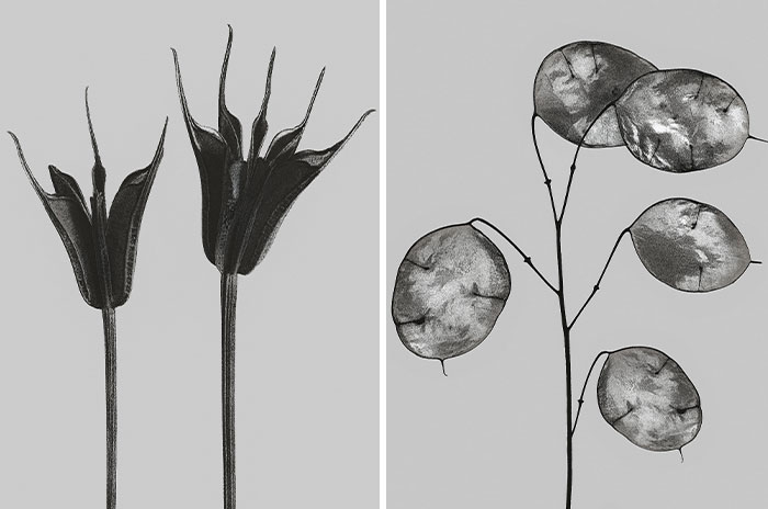Here’s My Collection Of Monochromes Of Flora And Plants (27 Pics)