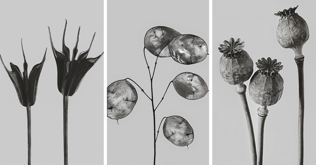 “Botanicals”: My Monochromatic Series Unveiling Overlooked Beauty ...