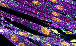 The Best Microscopic Photos From The Nikon Small World Photomicrography Competition 2022 (92 Pics)