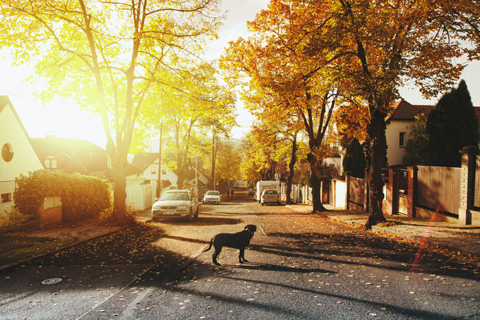 Dog walking in the street at sunrise
