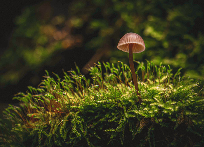 Closeup picture of mushroom