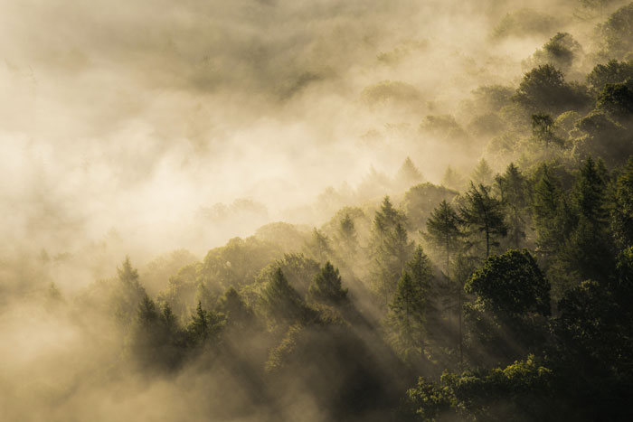 Use Fog And Mist To Capture A Mystical Atmosphere