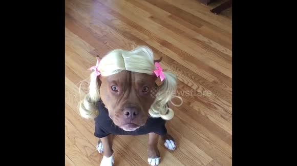 pitbull-with-pigtails-temp-635ed24b07b34.jpg