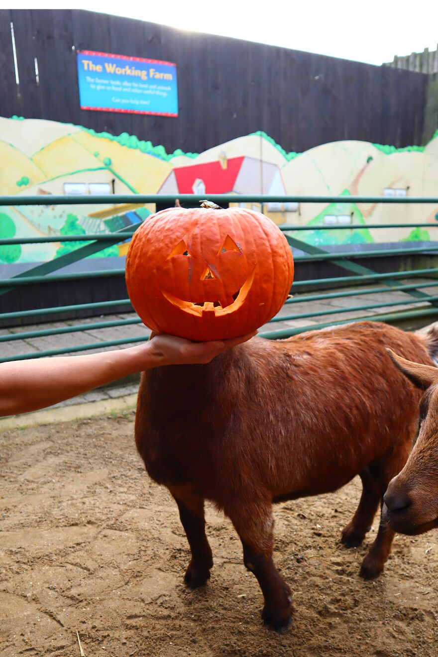 We Photographed Zoo Animals Wearing Pumpkins, And The Result Might Make You Smile