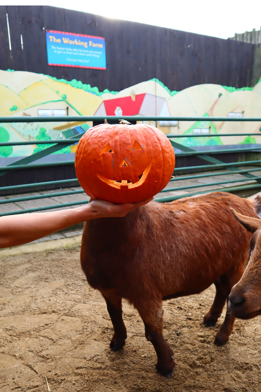 We Photographed Zoo Animals Wearing Pumpkins, And The Result Might Make You Smile We Photographed Zoo Animals Wearing Pumpkins, And The Result Might Make You Smile