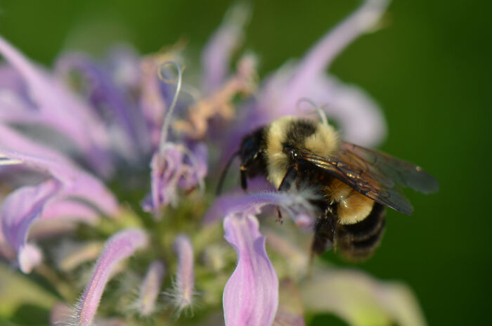 Rusty-Patched Bumblebee (Bombus Affinis)