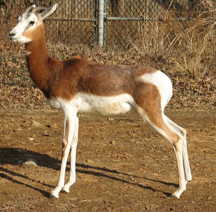 Dama Gazelle (Nanger Dama)