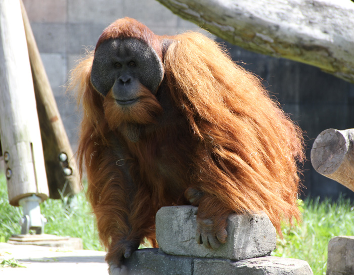 Sumatran Orangutan (Pongo Abelii)