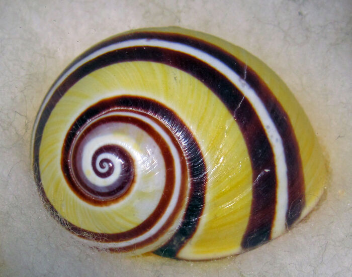 Cuban Snail (Polymita Picta)