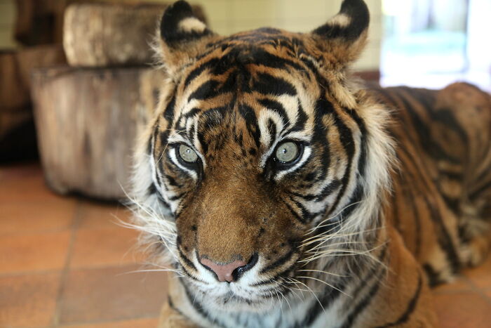 Malayan Tiger (Panthera Tigris Jacksoni)