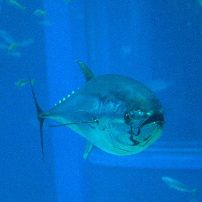 Bluefin Tuna (Thunnus Thynnus)