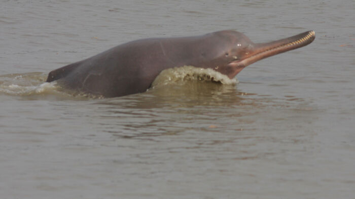 Ganges River Dolphin (Platanista Gangetica Gangetica)