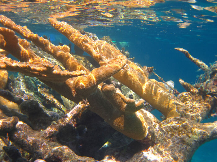 Elkhorn Coral (Acropora Palmata)