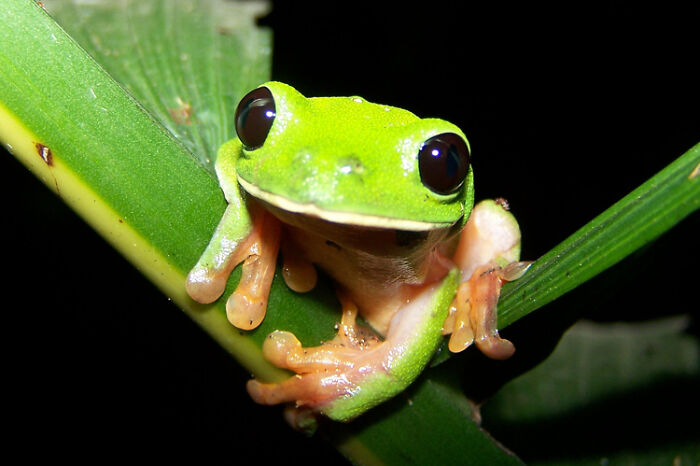 Morelet's Tree Frog (Agalychnis Moreletii)