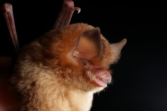 Cuban Greater Funnel-Eared Bat (Natalus Primus)