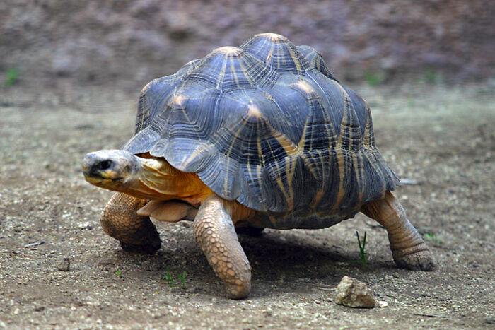 Ploughshare Tortoise (Astrochelys Yniphora)